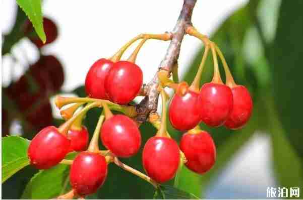 昆明安寧哪里可以摘櫻桃 昆明安寧哪里可以摘櫻桃
