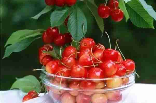 昆明安寧哪里可以摘櫻桃 昆明安寧哪里可以摘櫻桃