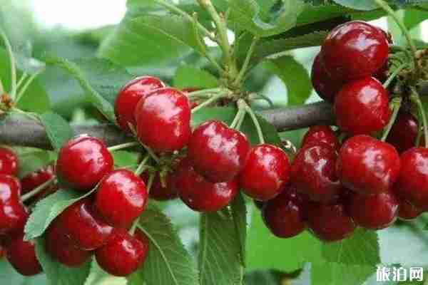 昆明安寧哪里可以摘櫻桃 昆明安寧哪里可以摘櫻桃