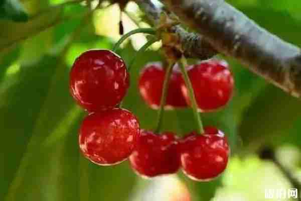 玉溪哪里摘櫻桃好 玉溪哪里摘櫻桃好