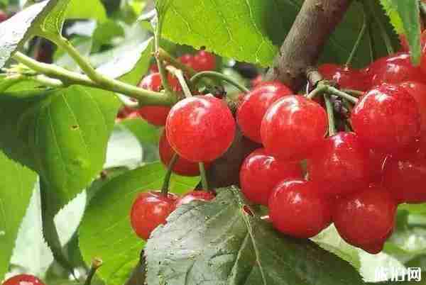 玉溪哪里摘櫻桃好 玉溪哪里摘櫻桃好