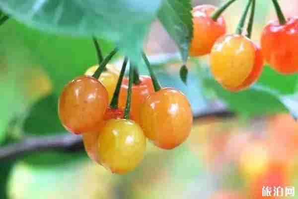 玉溪哪里摘櫻桃好 玉溪哪里摘櫻桃好