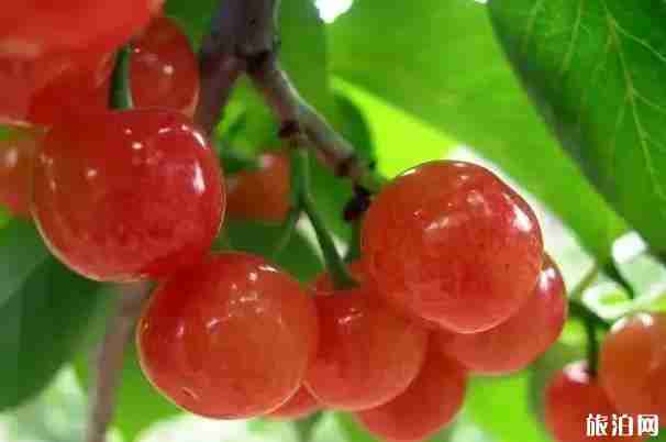 玉溪哪里摘櫻桃好 玉溪哪里摘櫻桃好