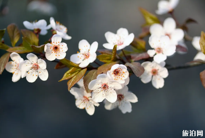 2020寧波九峰山預約時間及流程-常見問題 2020寧波九峰山預約時間及流程-常見問題