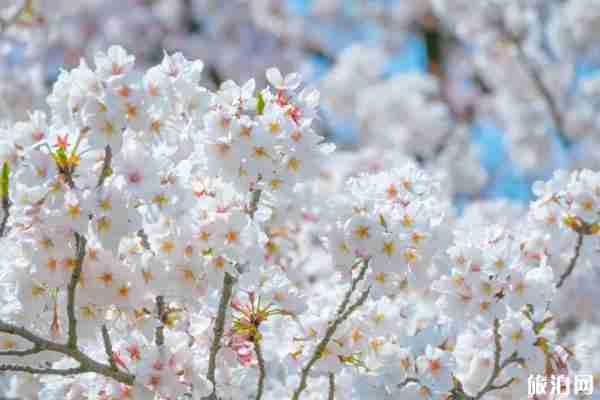 国内开放的景点有哪些 现在哪里的景点开放了