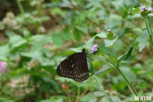 東坪山公園怎么去 廈門東坪山有哪些景點