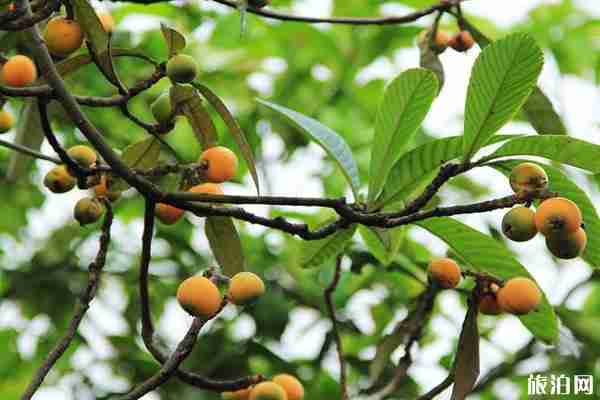 重慶水果采摘基地2020攻略