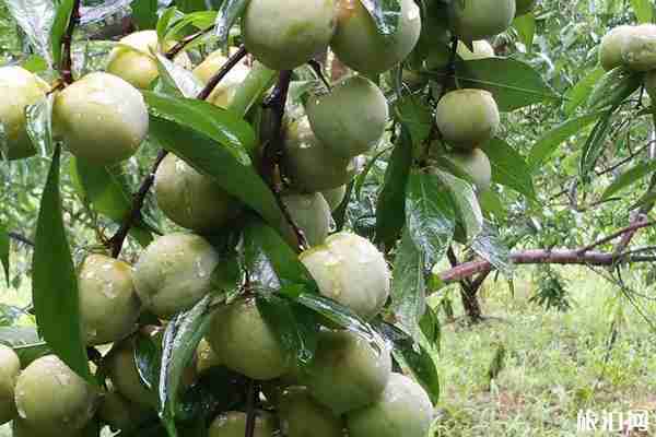 重慶水果采摘基地2020攻略