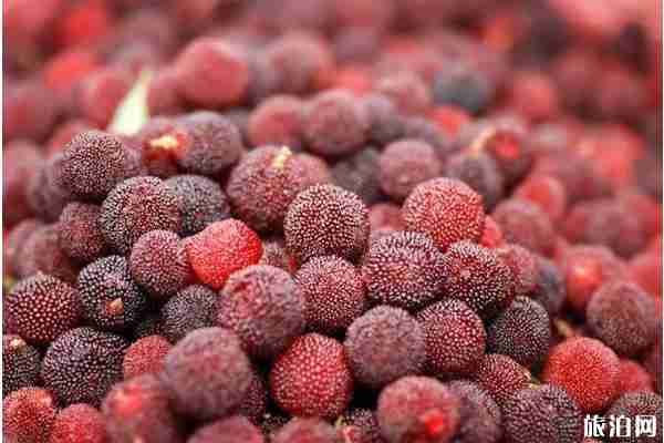 廈門集美楊梅采摘地址和價格和交通