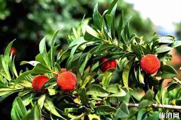 廈門集美楊梅采摘地址和價格和交通