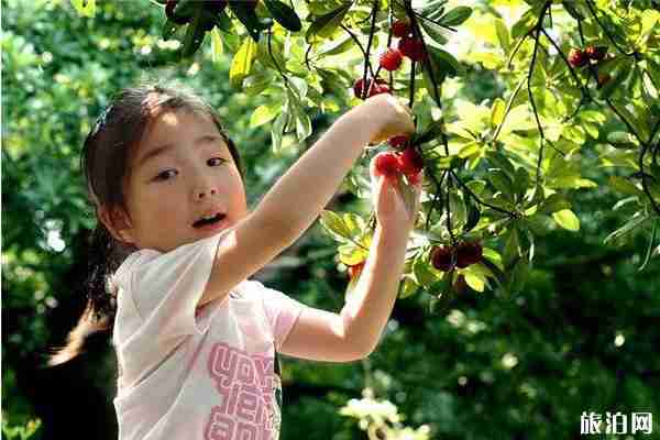 廈門集美楊梅采摘地址和價格和交通