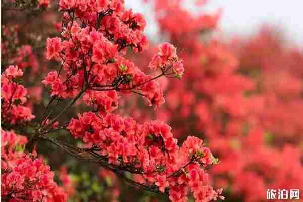 陽明山杜鵑花海的時間2020和攻略信息 陽明山杜鵑花海的時間2020和攻略信息