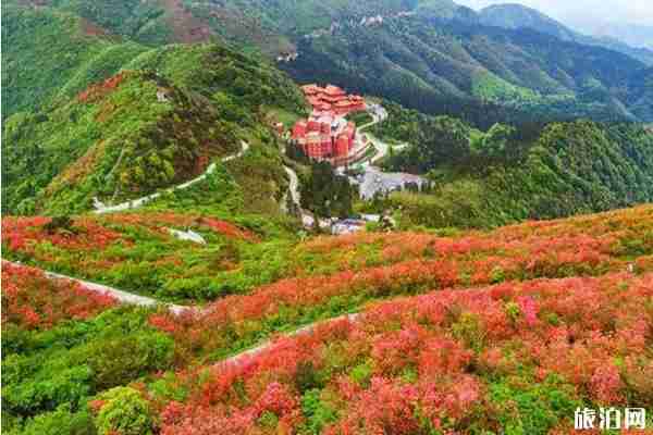 陽明山杜鵑花海的時間2020和攻略信息 陽明山杜鵑花海的時間2020和攻略信息