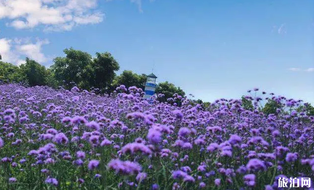 2020上海周浦花海門票多少錢 周浦花海遊玩攻略 - 旅遊資訊 - 旅遊