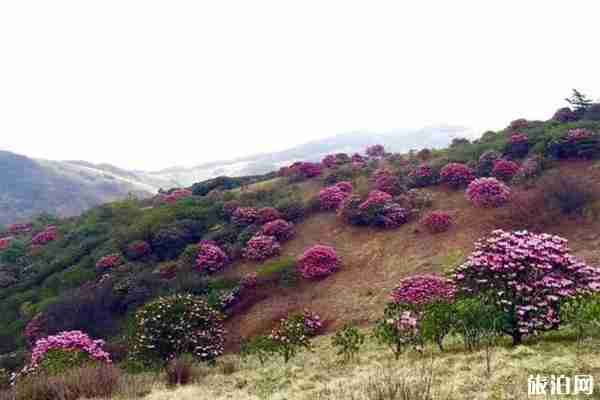 重庆杜鹃花海在哪里看 重庆杜鹃花海在哪里看
