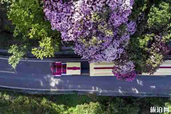 重庆杜鹃花海在哪里看 重庆杜鹃花海在哪里看