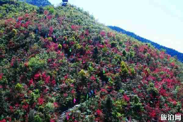 重庆杜鹃花海在哪里看 重庆杜鹃花海在哪里看
