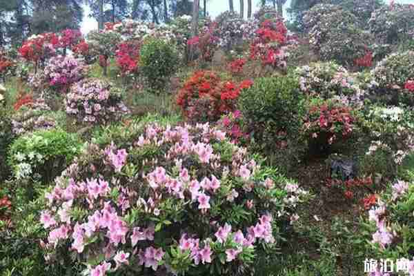 重庆杜鹃花海在哪里看 重庆杜鹃花海在哪里看