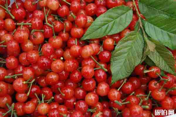 2020简阳樱桃沟樱桃什么时候熟 简阳樱桃沟在哪里