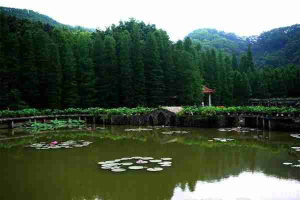 2020仙湖植物园门票预约 仙湖植物园现在开放吗 2020仙湖植物园门票预约 仙湖植物园现在开放吗