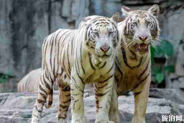 青春有你在哪里录制和游玩攻略 青春有你在哪里录制和游玩攻略