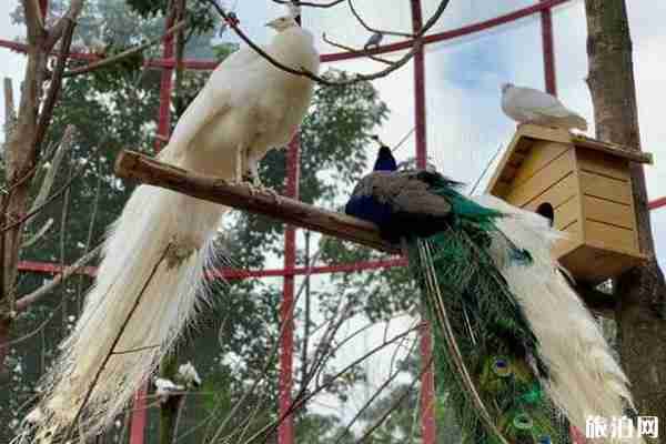 熊婆婆的花园在哪里 熊婆婆的花园要门票吗 熊婆婆的花园在哪里 熊婆婆的花园要门票吗