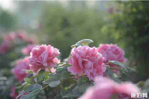 濮阳牡丹花什么时候开 2020中国濮阳牡丹文化节4月16日开启 濮阳牡丹花什么时候开 2020中国濮阳牡丹文化节4月16日开启