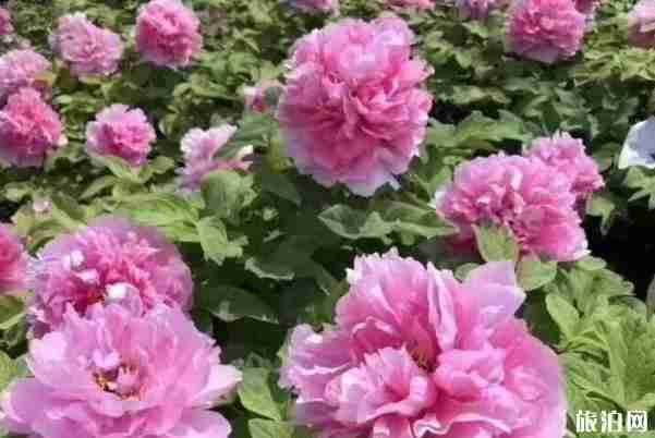 濮阳牡丹花什么时候开 2020中国濮阳牡丹文化节4月16日开启 濮阳牡丹花什么时候开 2020中国濮阳牡丹文化节4月16日开启