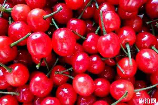贵阳哪里有樱桃采摘园 贵阳哪里有樱桃采摘园