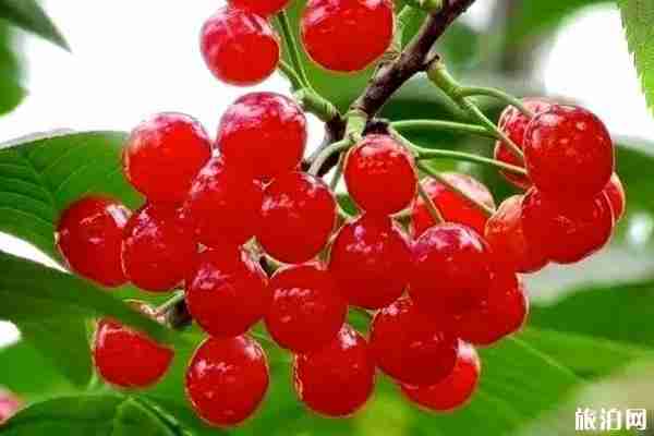 贵阳哪里有樱桃采摘园 贵阳哪里有樱桃采摘园