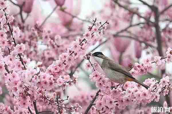 遵义周边赏花游玩景点推荐 遵义周边赏花游玩景点推荐