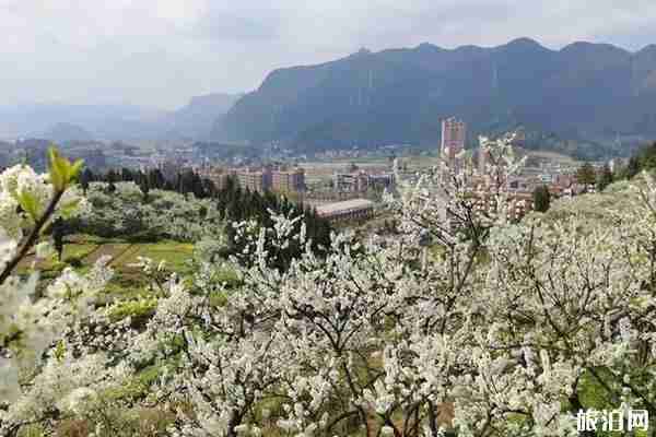 遵义周边赏花游玩景点推荐 遵义周边赏花游玩景点推荐