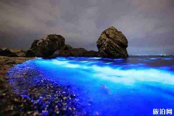 蓝眼泪是什么生物 什么时候会出现 蓝眼泪是什么生物 什么时候会出现