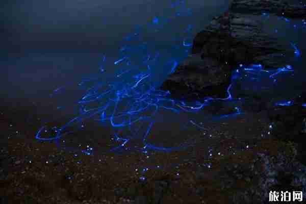 蓝眼泪是什么生物 什么时候会出现 蓝眼泪是什么生物 什么时候会出现
