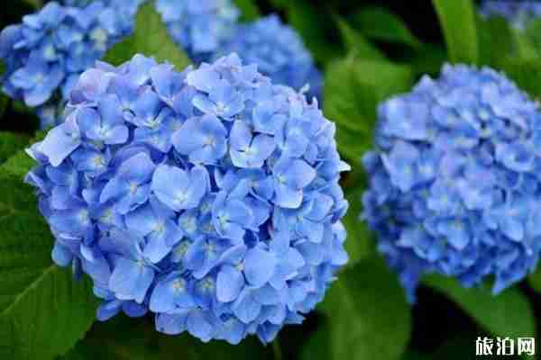 日本紫阳花开花时间2020 日本紫阳花在哪里看