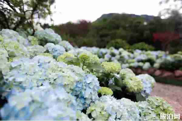 成都看绣球花的地方推荐 成都看绣球花的地方推荐