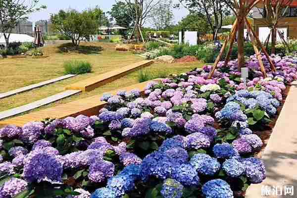 成都看绣球花的地方推荐 成都看绣球花的地方推荐