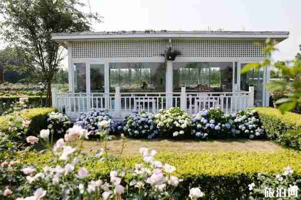 成都看绣球花的地方推荐 成都看绣球花的地方推荐