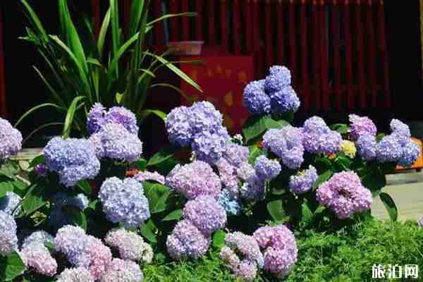 成都看绣球花的地方推荐 成都看绣球花的地方推荐