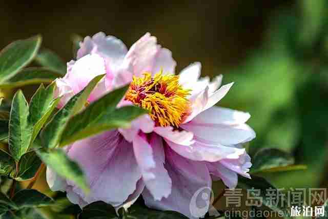 2020上海中山公园牡丹花开花时间和观赏攻略