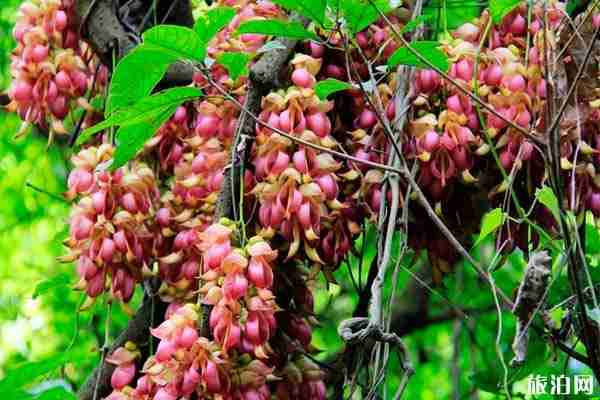 婺源千亩禾雀花盛放地点和观赏攻略 婺源千亩禾雀花盛放地点和观赏攻略