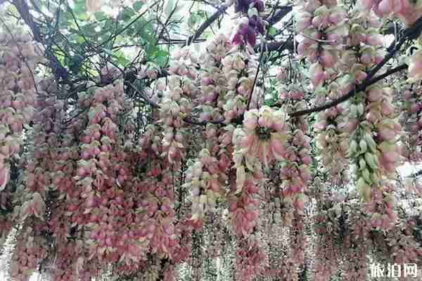 清远哪里看禾雀花 清远哪里看禾雀花