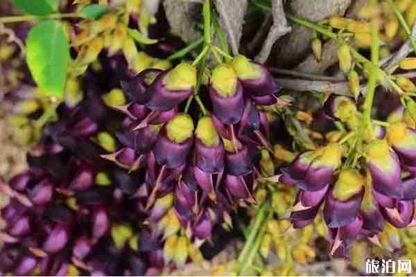 清远哪里看禾雀花 清远哪里看禾雀花