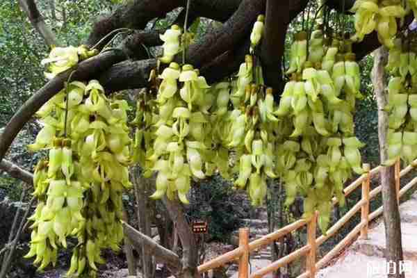 清远哪里看禾雀花 清远哪里看禾雀花