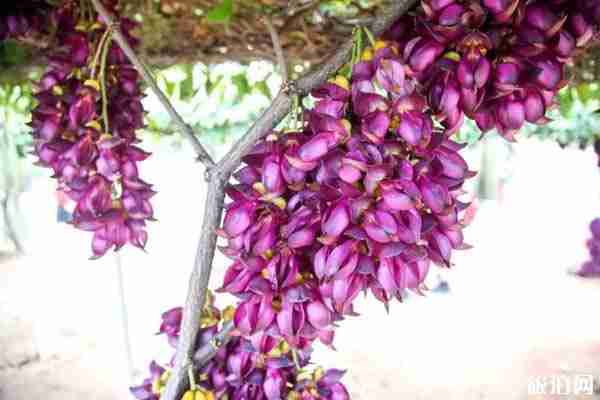 清远哪里看禾雀花 清远哪里看禾雀花