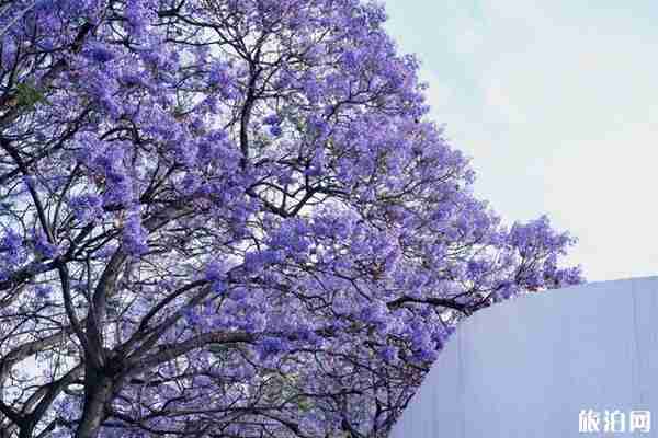 2020西昌蓝花楹开花时间 西昌蓝花楹在哪条街可以看 2020西昌蓝花楹开花时间 西昌蓝花楹在哪条街可以看