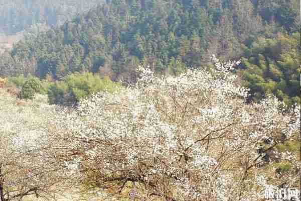 梅关古道梅花几时开