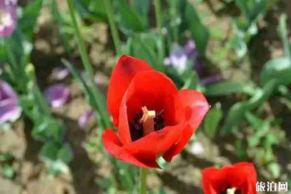 2020顺义鲜花港门票多少钱 顺义鲜花港郁金香什么时候开 2020顺义鲜花港门票多少钱 顺义鲜花港郁金香什么时候开
