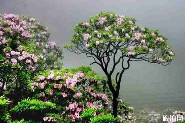 2020天台山杜鹃花最佳时间和观赏攻略 2020天台山杜鹃花最佳时间和观赏攻略