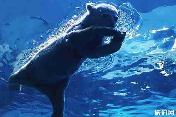 2020上海长风海洋世界开了吗和游玩攻略 2020上海长风海洋世界开了吗和游玩攻略